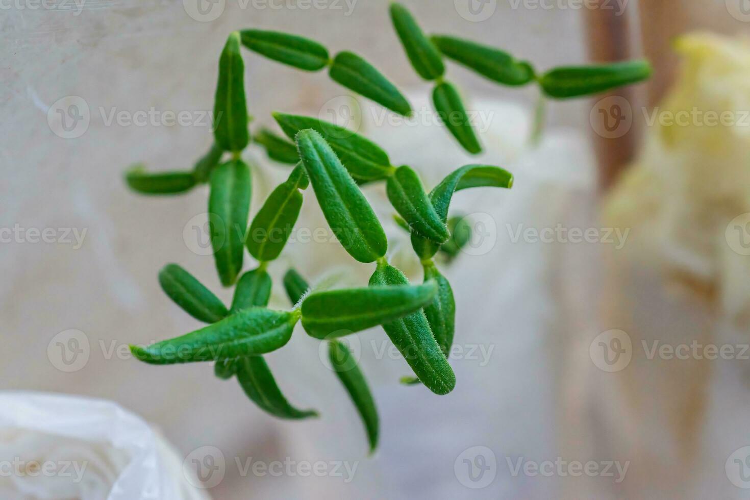 microgreen Pepe germogli germinato a partire dal semi siamo germinato nel gabinetto carta nel un' contenitore su il finestra. concetto di vegano e vegetariano cibo. seme germinazione metodi foto