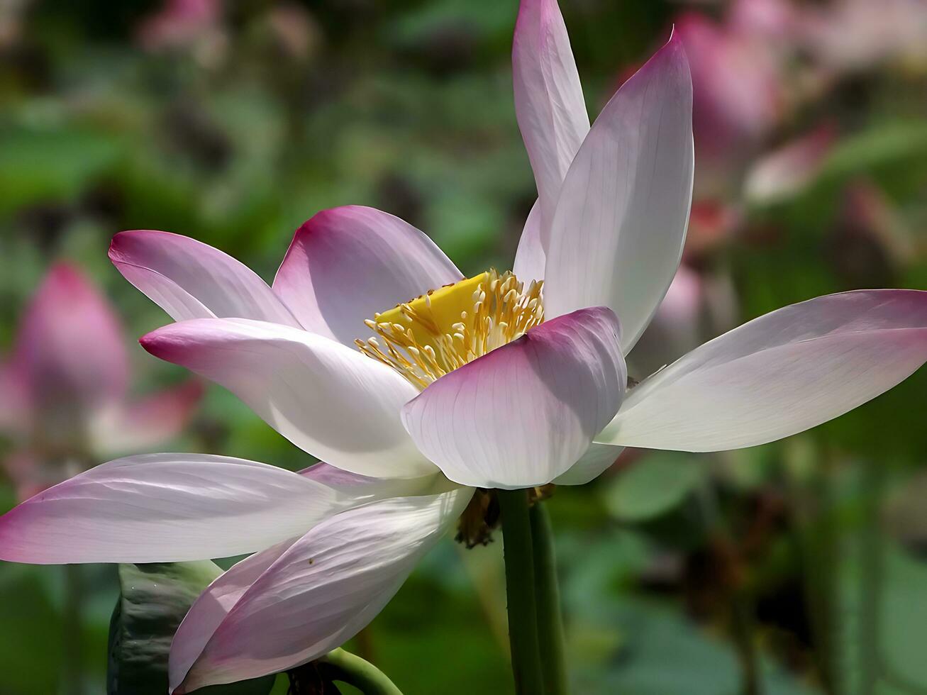 fiore bellissimo fiori natura, fotografia, fiori, fioritura pianta, bellezza nel natura, freschezza foto