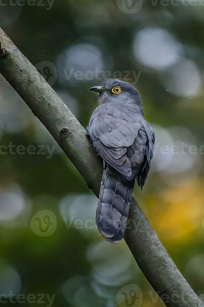 uccello fotografia, uccello immagine, maggior parte bellissimo uccello fotografia, natura fotografia foto