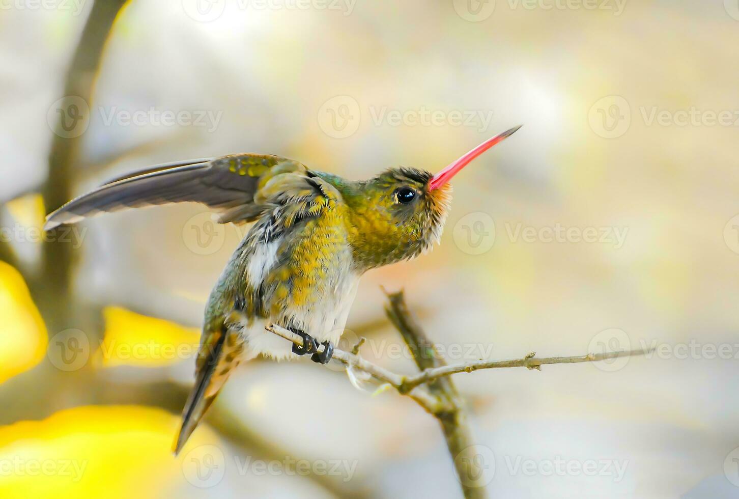 uccello fotografia, uccello immagine, maggior parte bellissimo uccello fotografia, natura fotografia foto