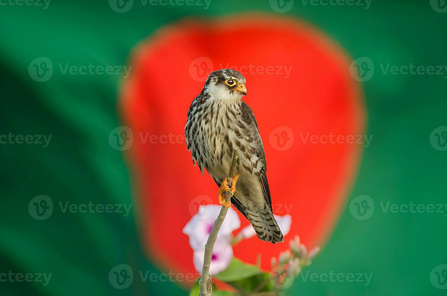 uccello fotografia, uccello immagine, maggior parte bellissimo uccello fotografia, natura fotografia foto