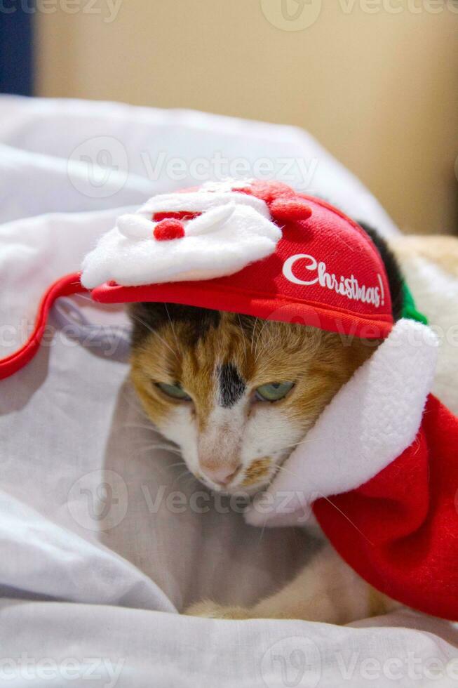 gatto nel Santa Claus cappello Natale inverno foto