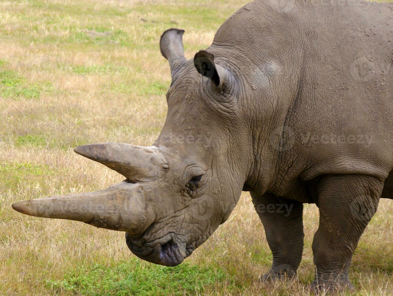 rinoceronte nel natura foto