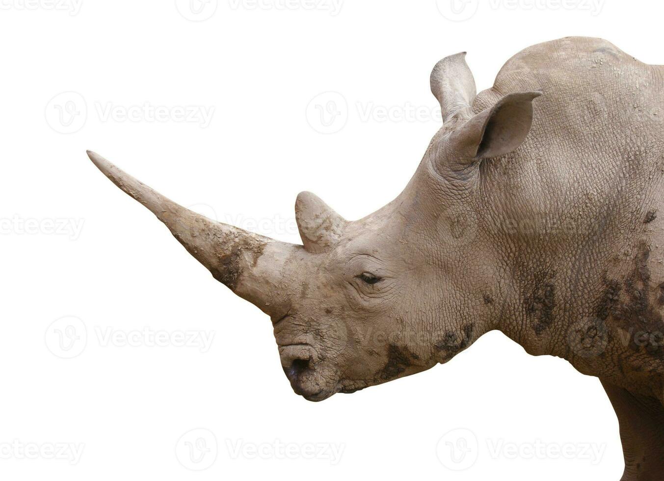 rinoceronte ritratto su bianca foto
