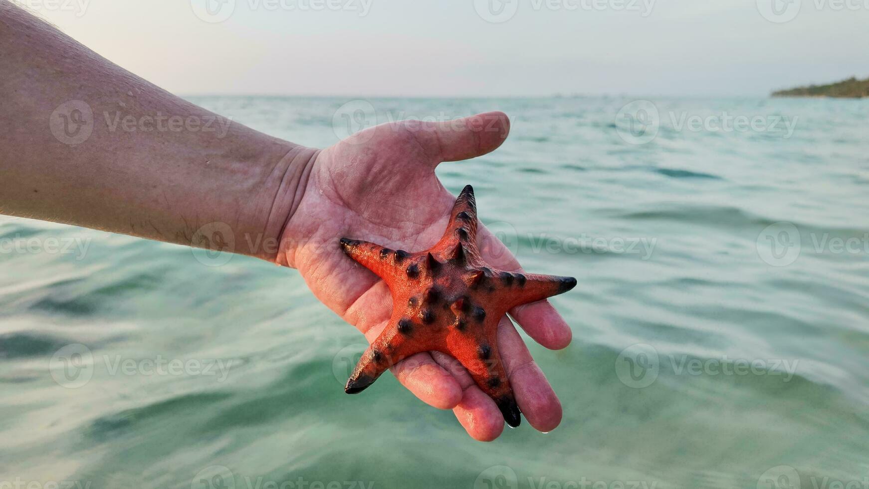 mano culle rosso stella marina sopra oceano foto