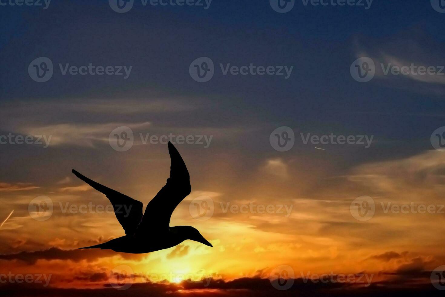 silouette di sterna sopra il caraibico mare via aruba foto