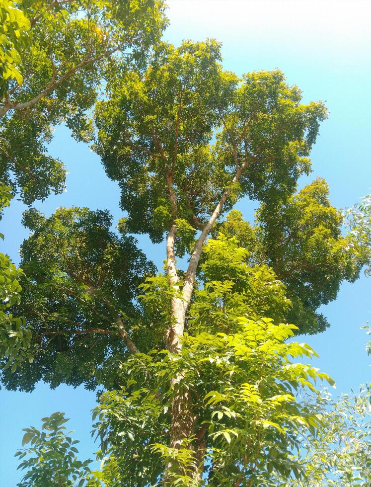 un' alto albero con molti le foglie e verde le foglie foto