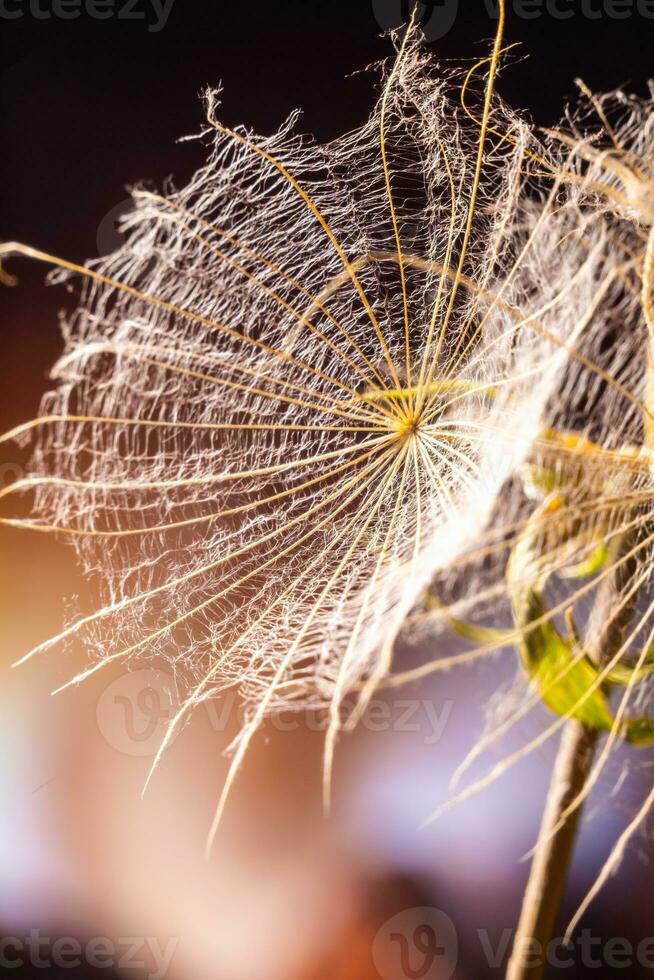 astratto sfondo salvaschermo avvicinamento di dente di leone fiore e suo semi foto