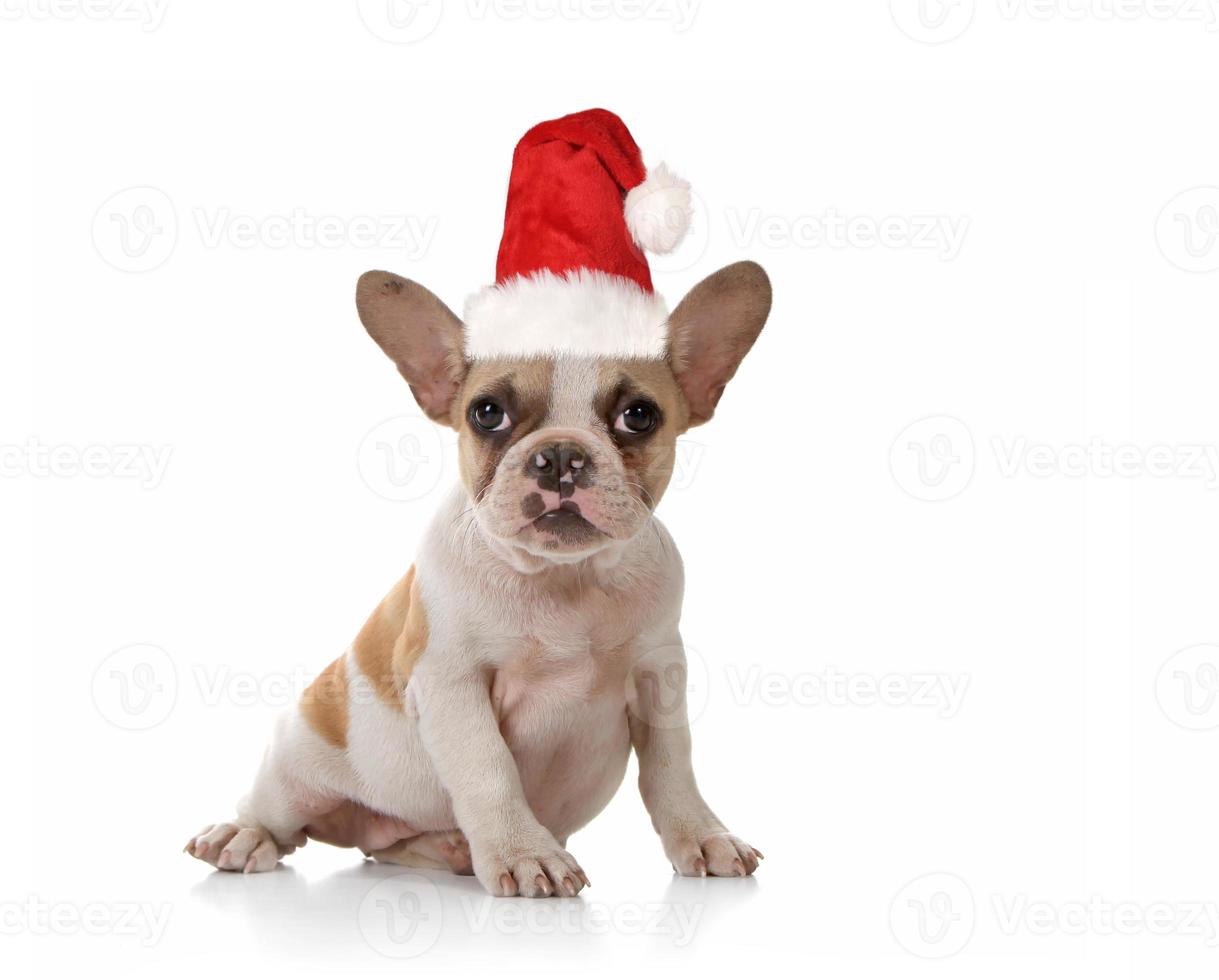 cucciolo di cane con espressione carina girato in studio foto