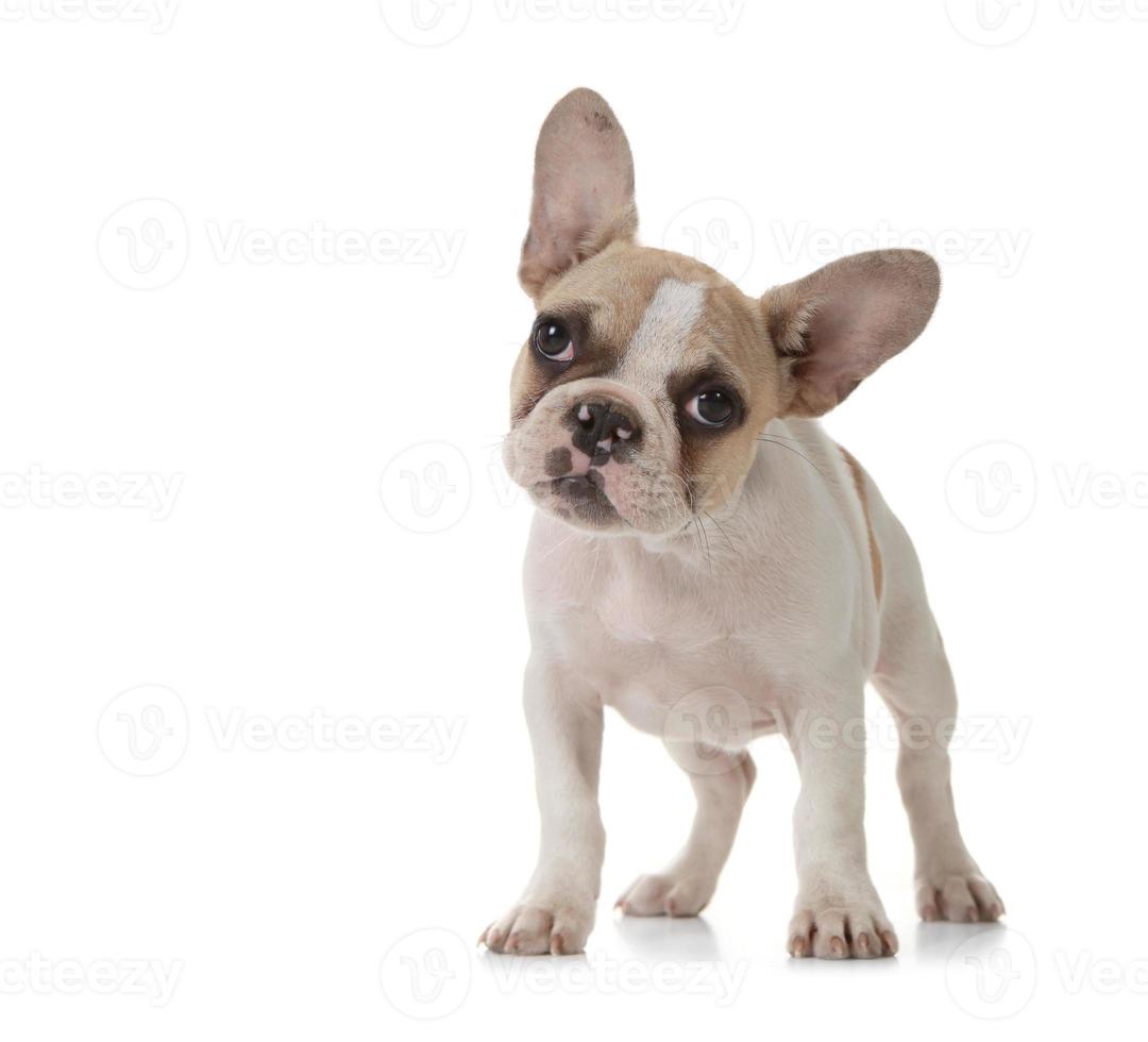 adorabile cucciolo con grandi orecchie in piedi foto