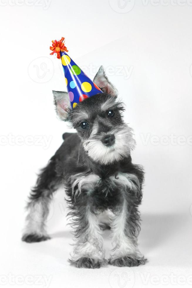 cappello di compleanno che indossa un cucciolo di cane schnauzer in miniatura su bianco foto