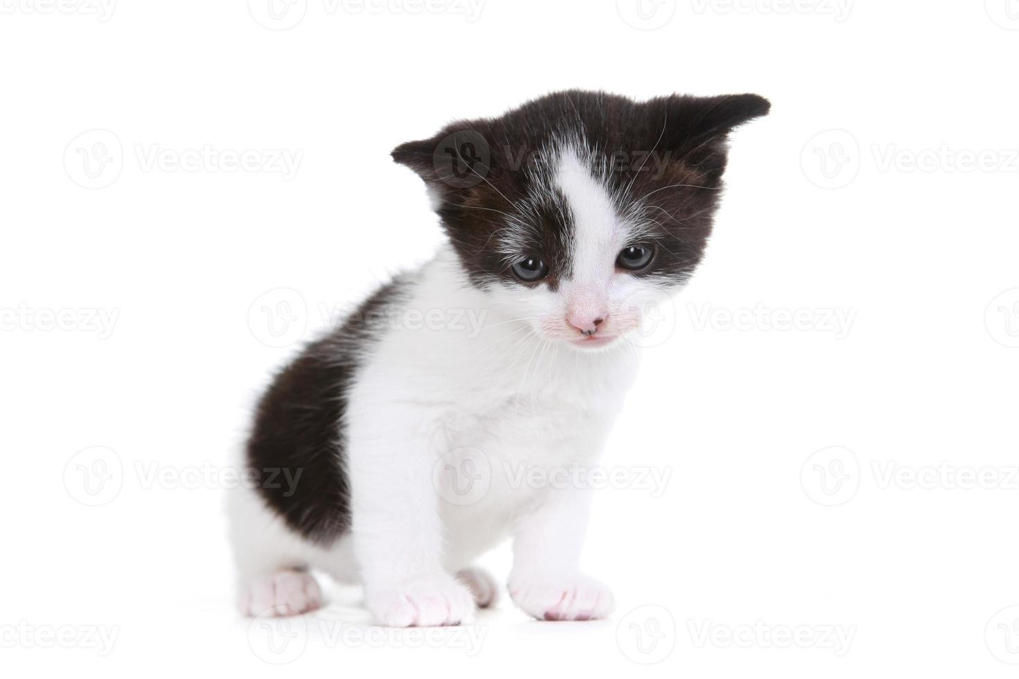 ritratto di gattino in studio su sfondo bianco foto