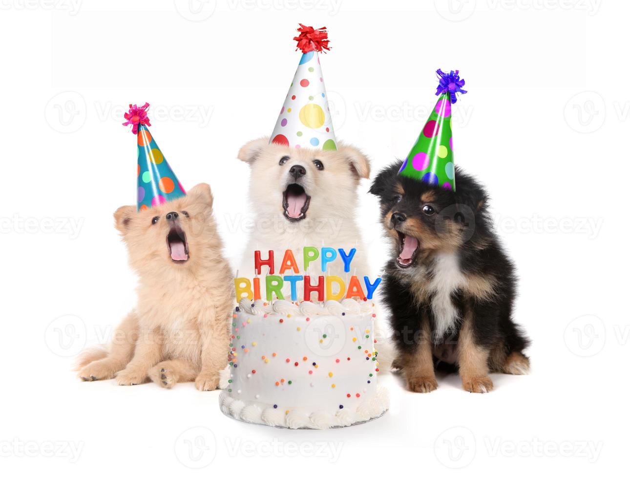 cuccioli che cantano la canzone di buon compleanno con la torta foto
