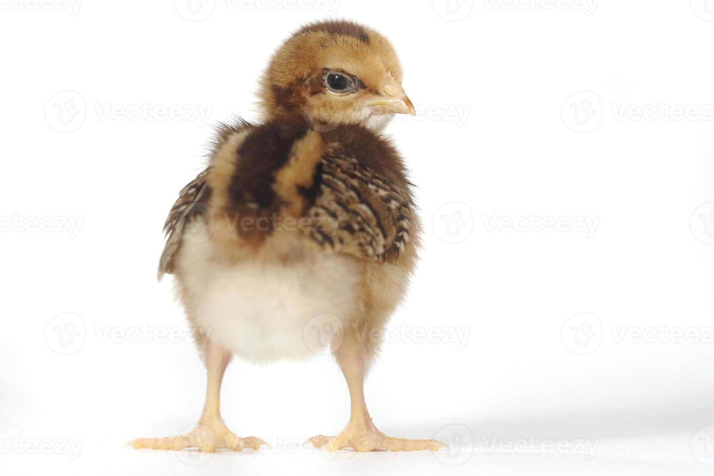 adorabile pulcino di pollo su sfondo bianco foto