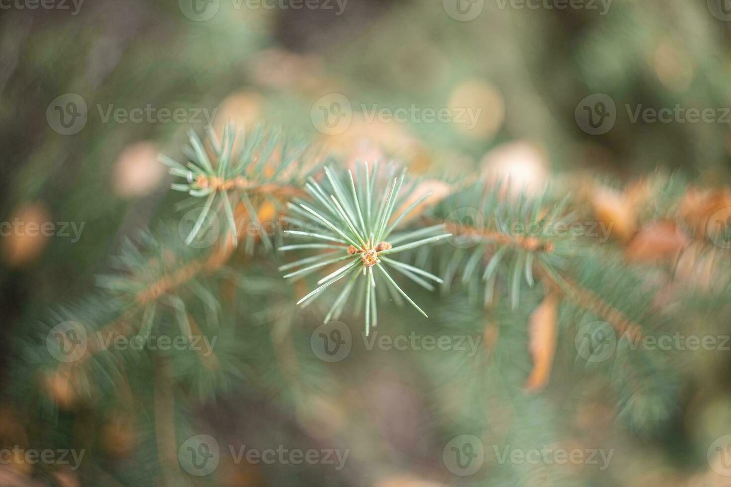 conifero abete rosso albero con aghi per Natale decorazione avvicinamento. foto