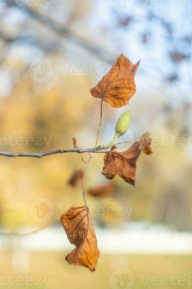 naturale salvaschermo e sfondo con autunno tema e di stagione colori paesaggio foto