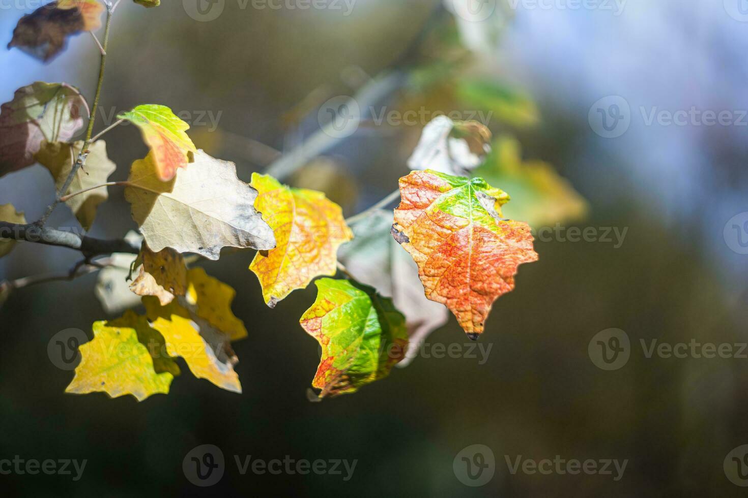 naturale salvaschermo e sfondo con autunno tema e di stagione colori paesaggio foto