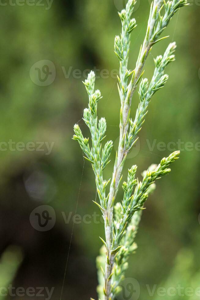 foto di verde ginepro naturale medicina e Spezia