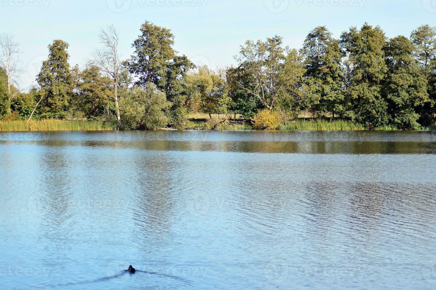 lago nel parco foto