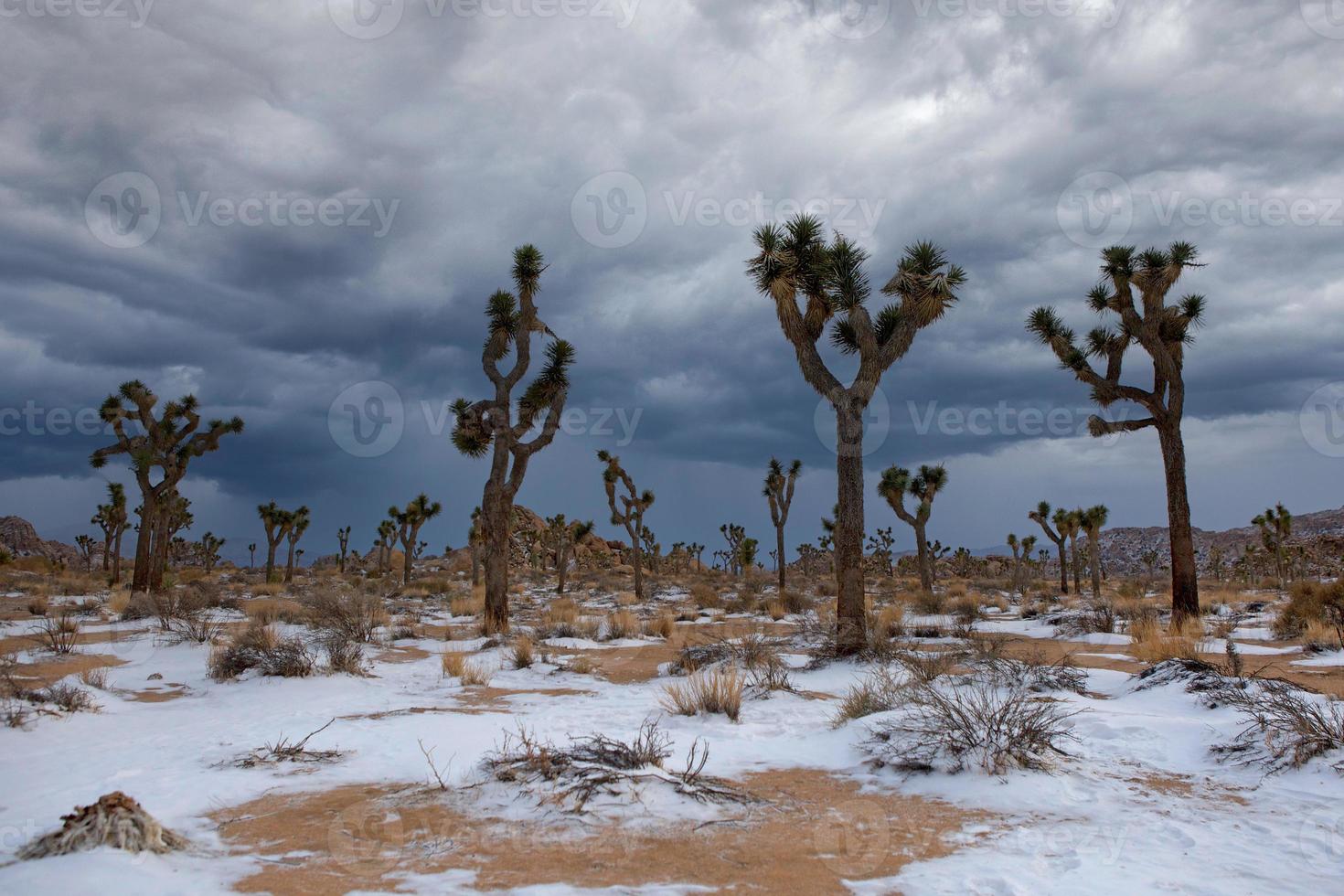 paesaggio nel parco nazionale di Joshua Tree con alberi di yucca dopo una tempesta di neve foto