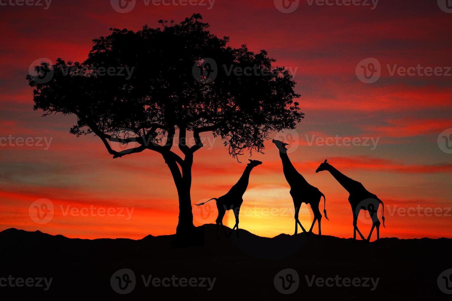 grandi giraffe sudafricane al tramonto in africa foto