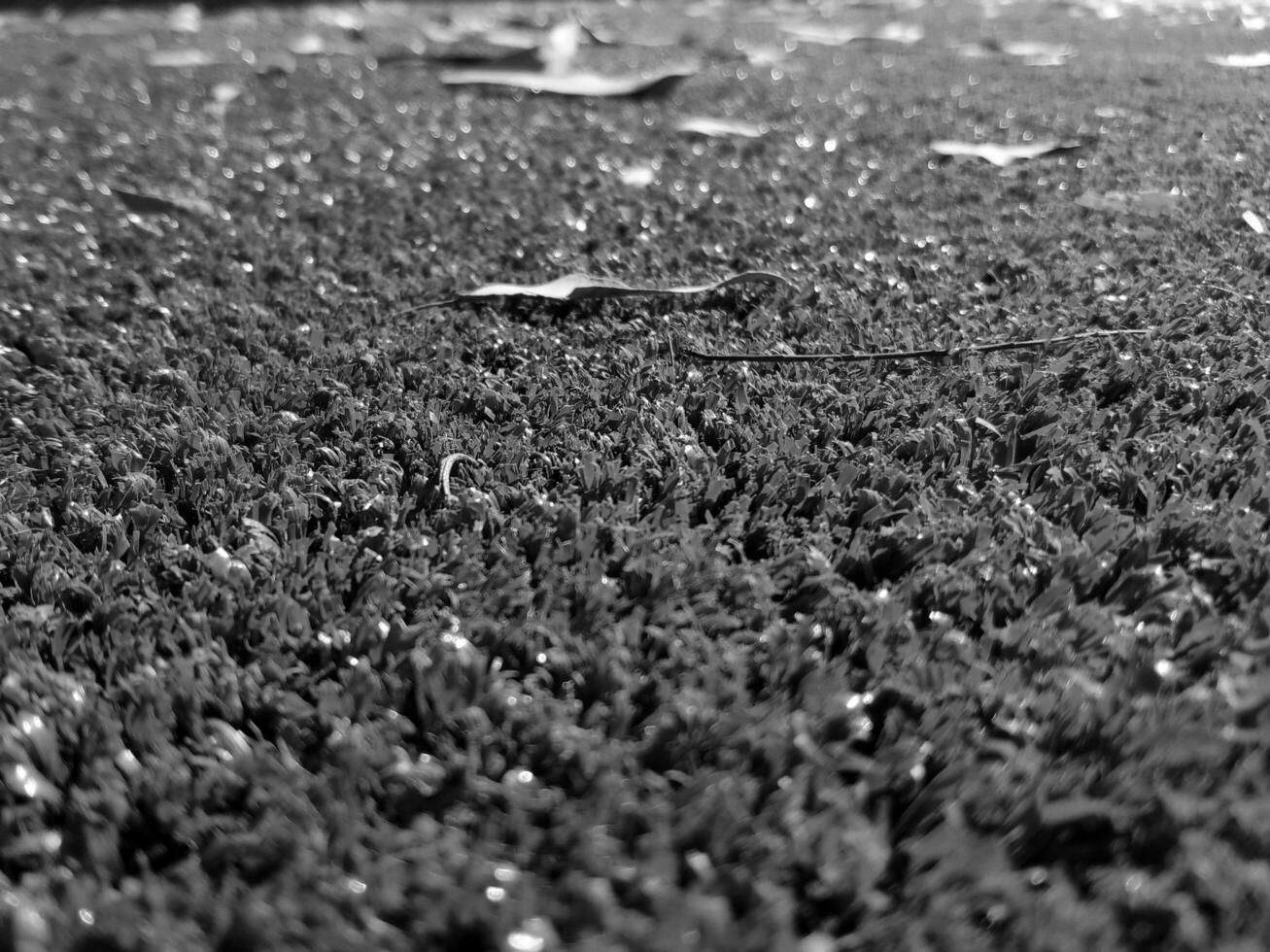 nero e bianca erba sfondo vicino Visualizza, in scala di grigi erba foto