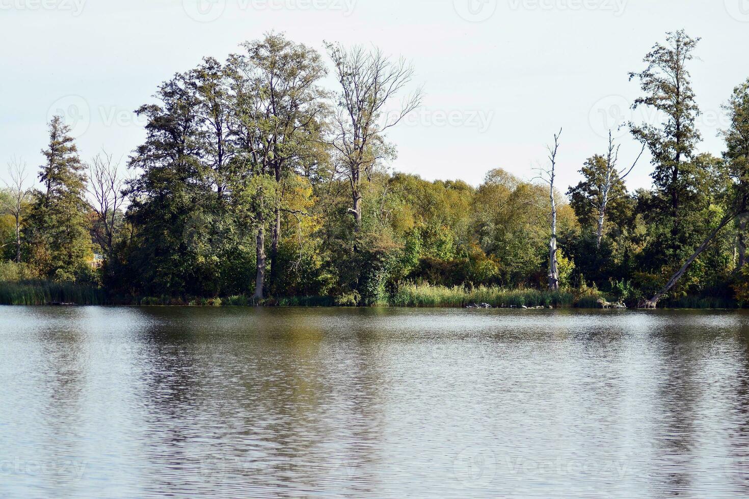 lago nel parco foto