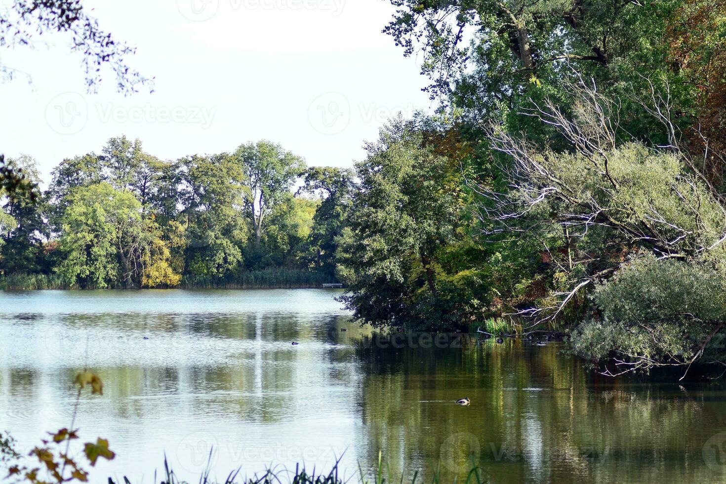 lago nel parco foto