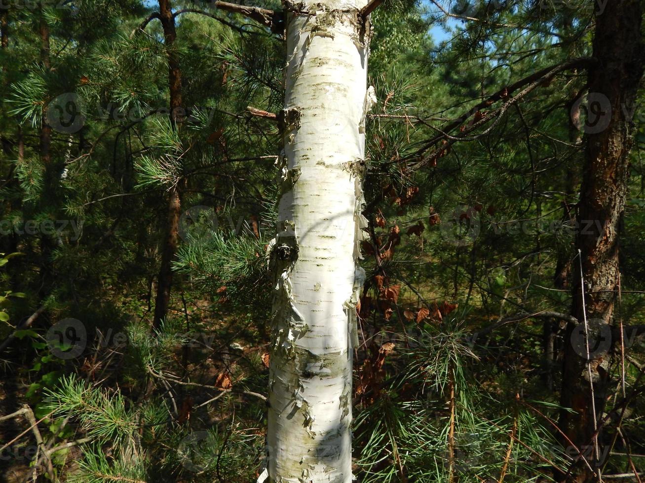 alberi di paesaggio forestale sfondi l'albero foto