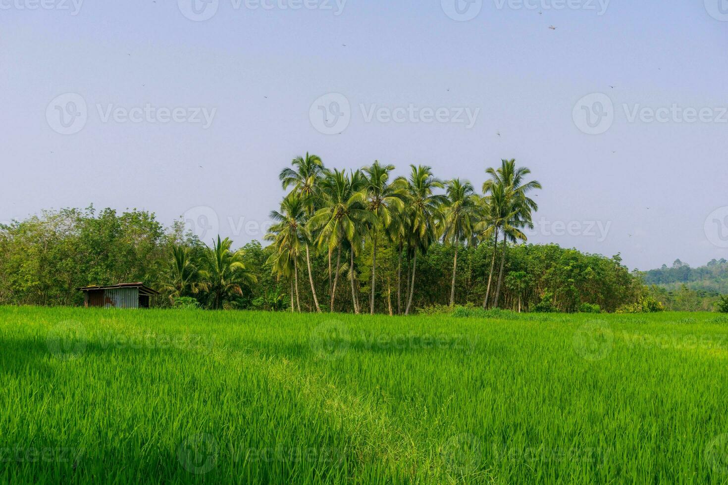 bellissimo mattina Visualizza Indonesia. panorama paesaggio risaia i campi con bellezza colore e cielo naturale leggero foto