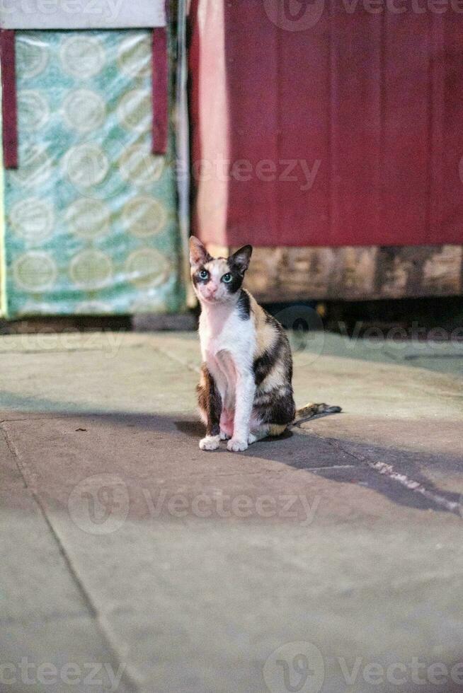 verde con gli occhi gatto su marciapiede foto