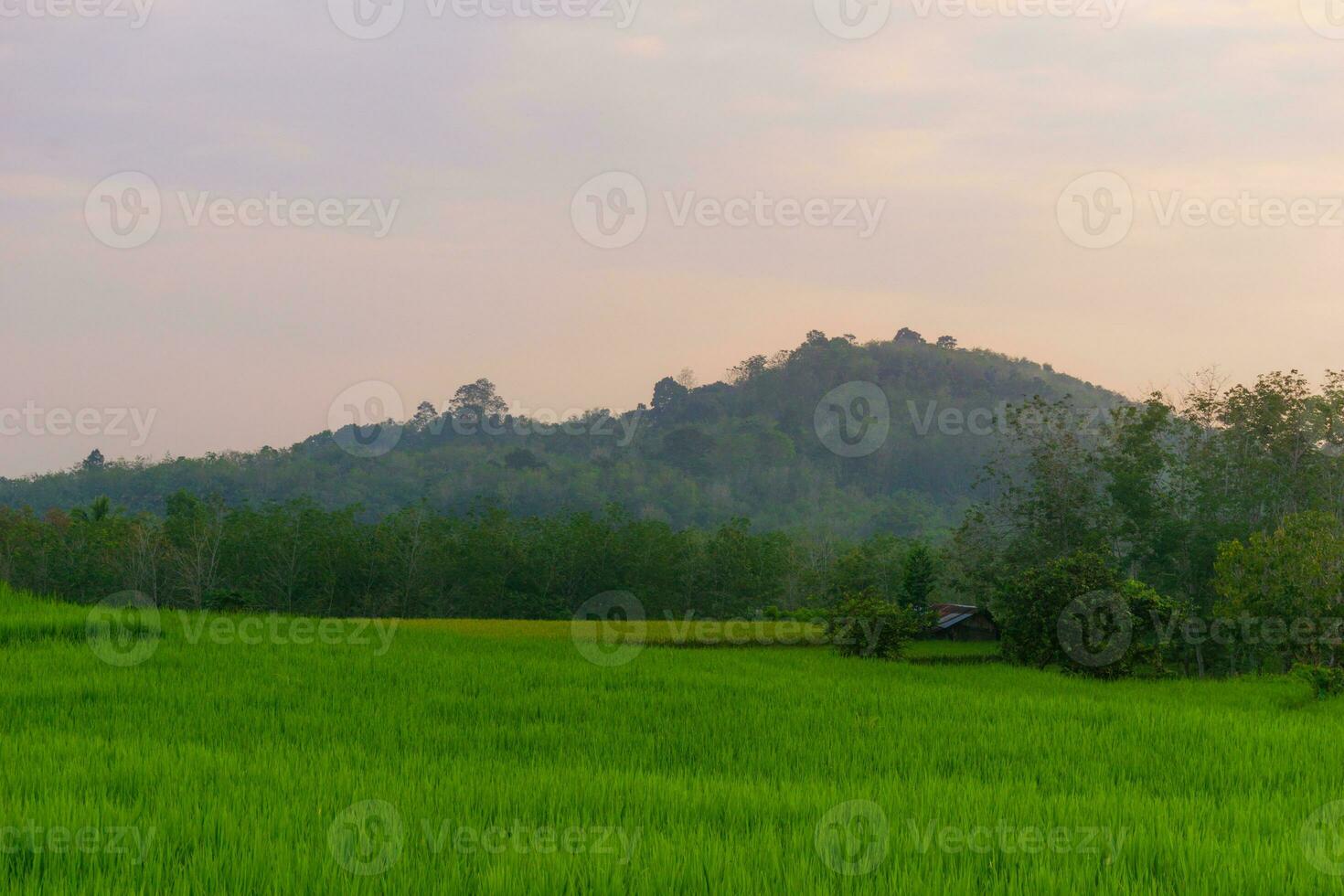 bellissimo mattina Visualizza Indonesia. panorama paesaggio risaia i campi con bellezza colore e cielo naturale leggero foto