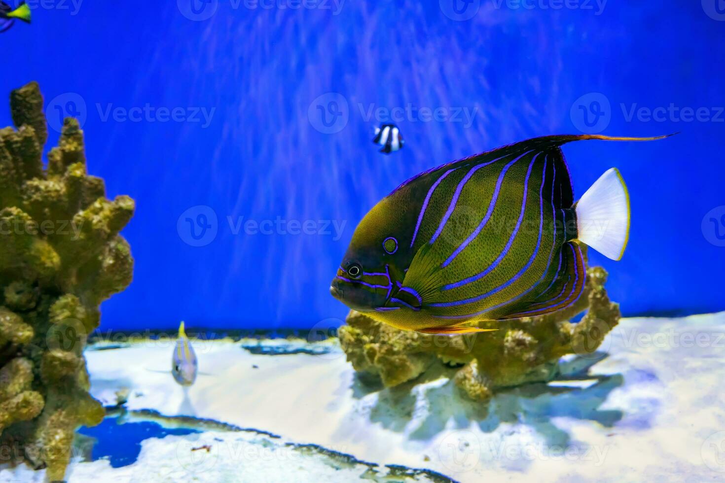 bellissimo pesce, azzurramento pesce angelo, pomacanthus anulare nel blu acquario acqua. foto