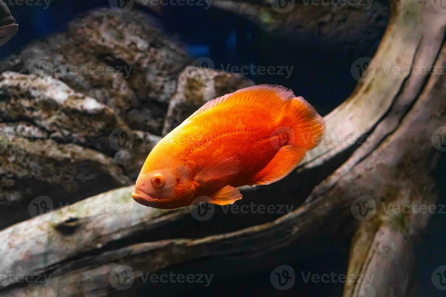luminosa arancia oscar pesce, astronomo ocellato nuoto nel acquario foto