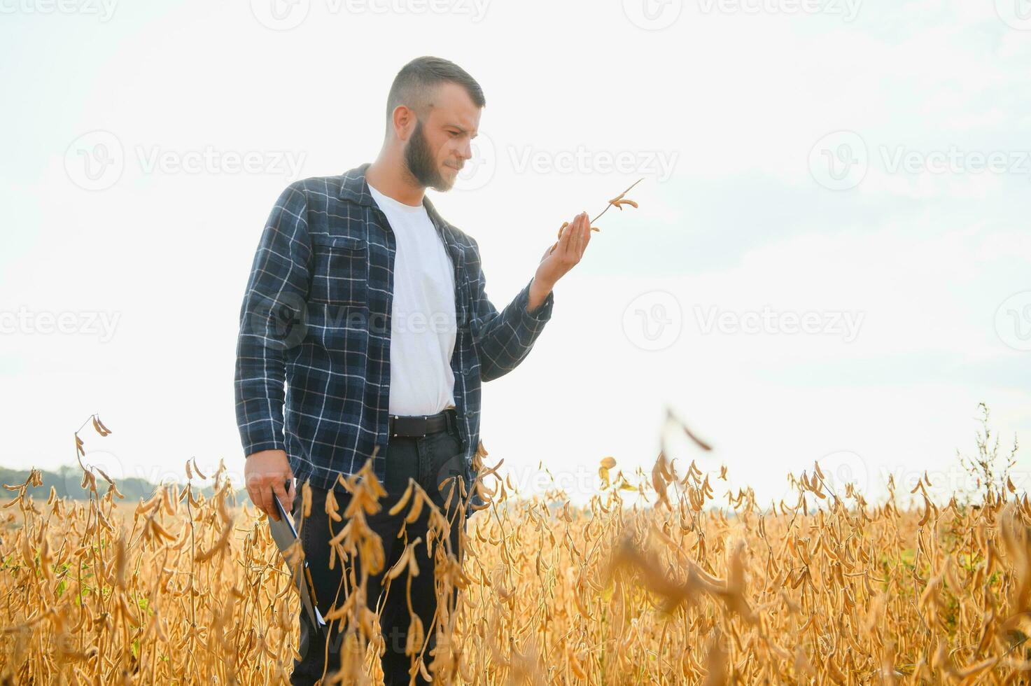 agronomo ispezionando soia fagiolo colture in crescita nel il azienda agricola campo. agricoltura produzione concetto. giovane agronomo esamina soia Ritaglia su campo. contadino su soia campo. foto