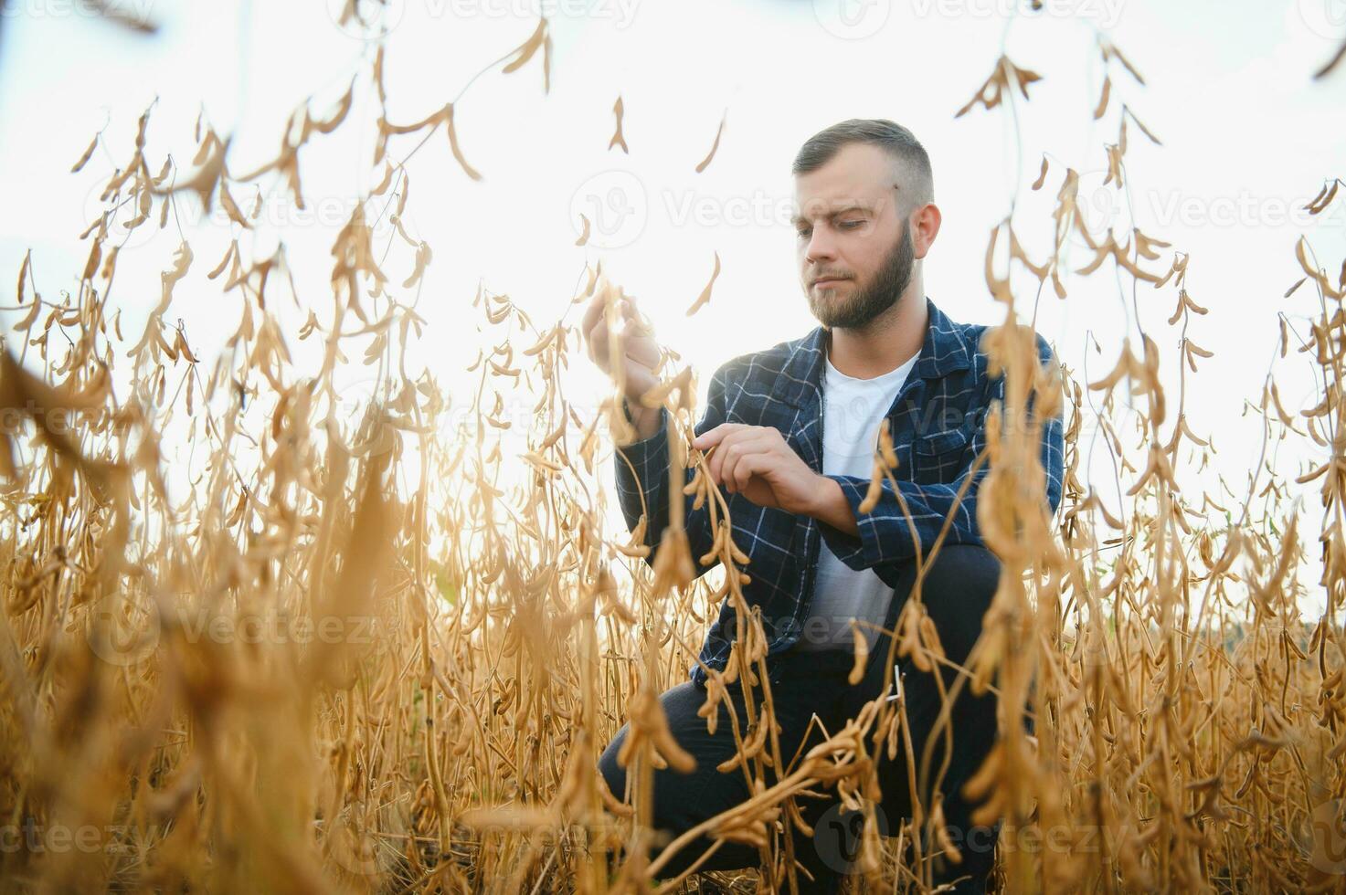 agronomo ispezionando soia fagiolo colture in crescita nel il azienda agricola campo. agricoltura produzione concetto. giovane agronomo esamina soia Ritaglia su campo. contadino su soia campo. foto