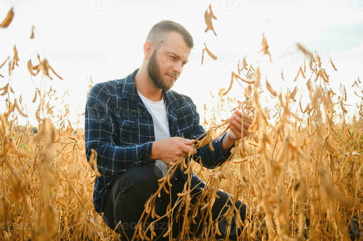 contadino agronomo nel soia campo controllo raccolti. biologico cibo produzione e coltivazione foto