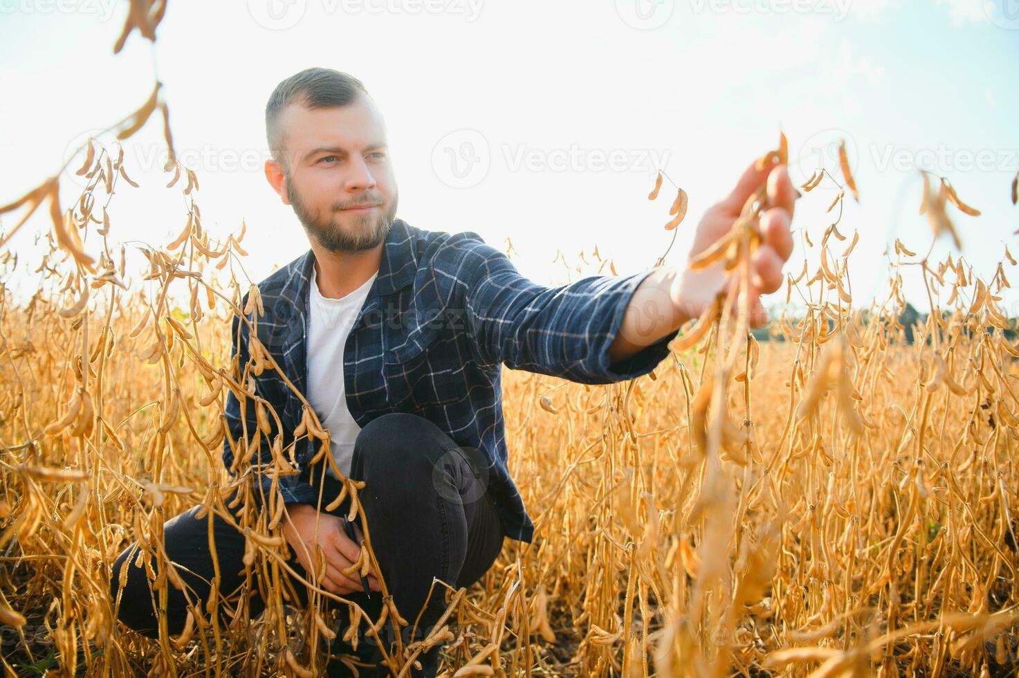 contadino agronomo nel soia campo controllo raccolti. biologico cibo produzione e coltivazione foto