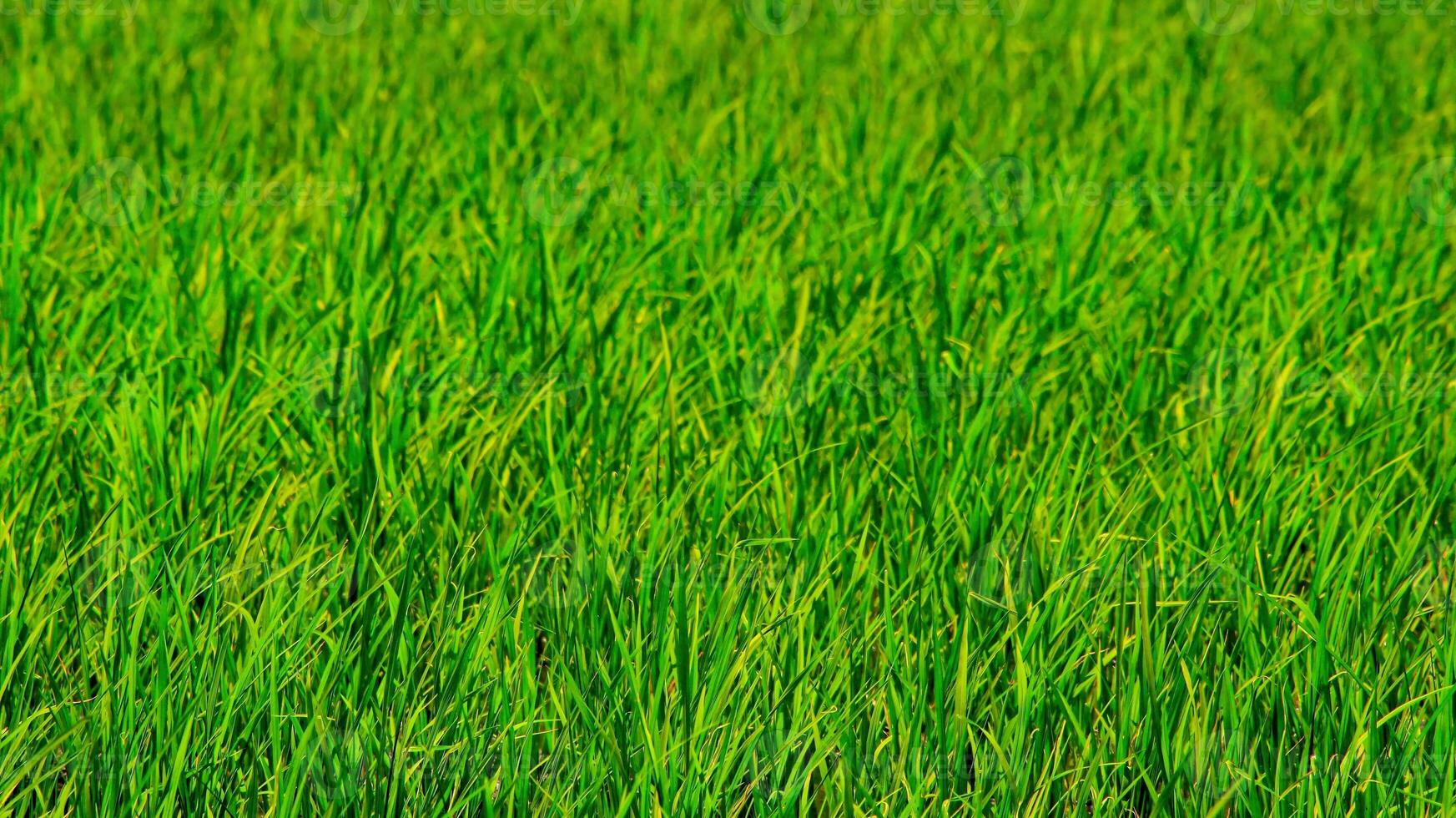 luminosa all'aperto paesaggio Visualizza al di sopra di erba, Riso, prati e agricolo campi. naturale verde verde sfondo. crescita di riso campi. foto