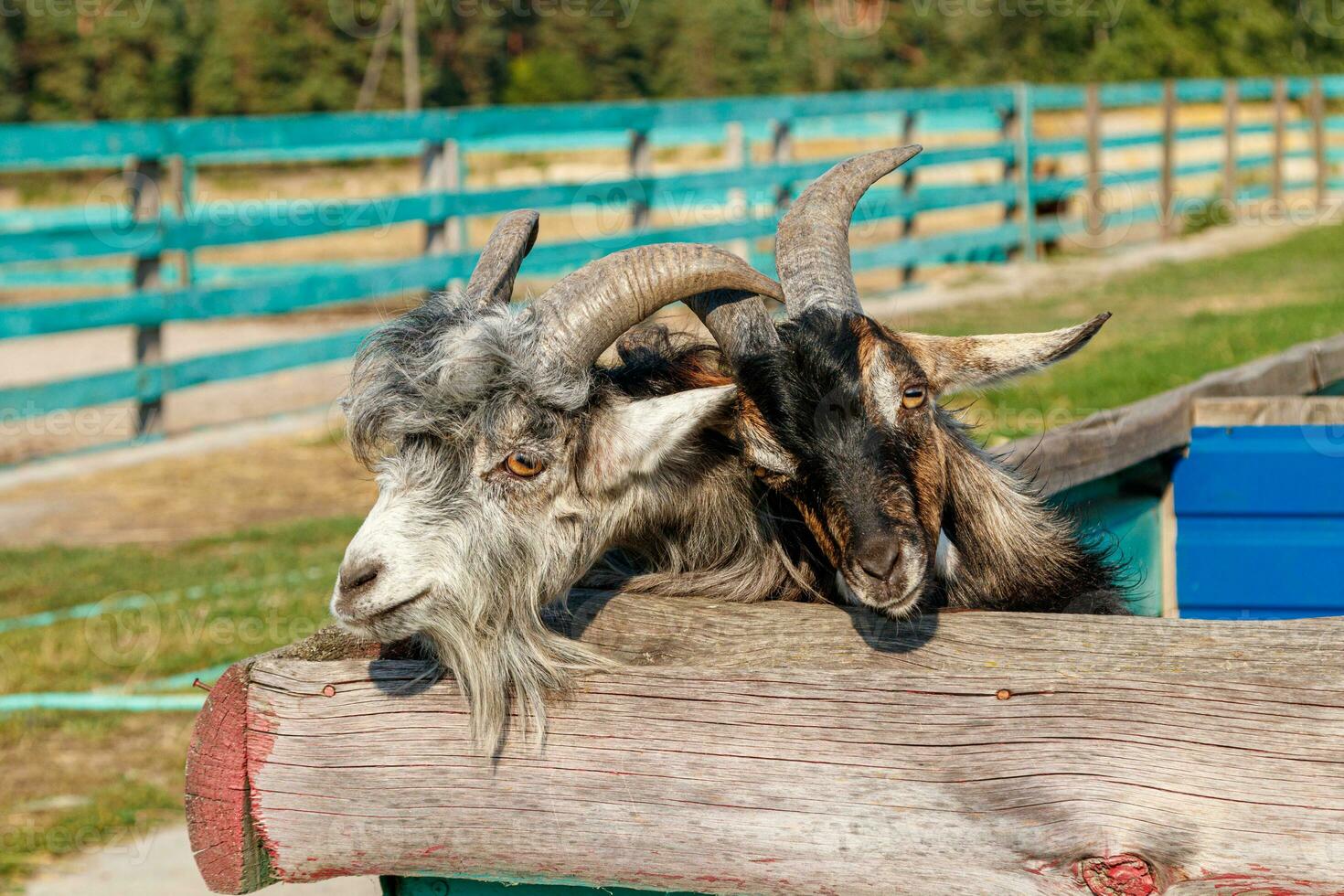 bellissimo capra con corna nel il azienda agricola foto