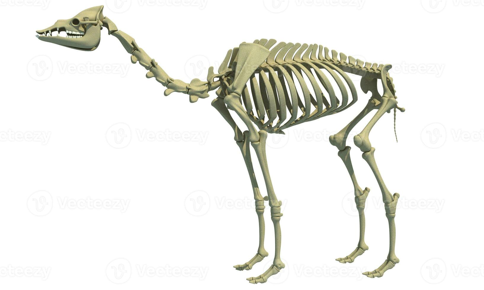 cammello scheletro dromedario 3d interpretazione animale anatomia foto