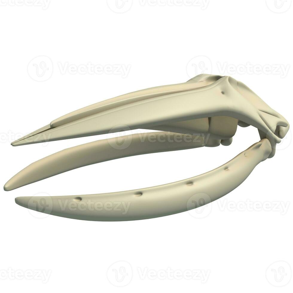 gobba balena cranio animale anatomia 3d interpretazione su bianca sfondo foto