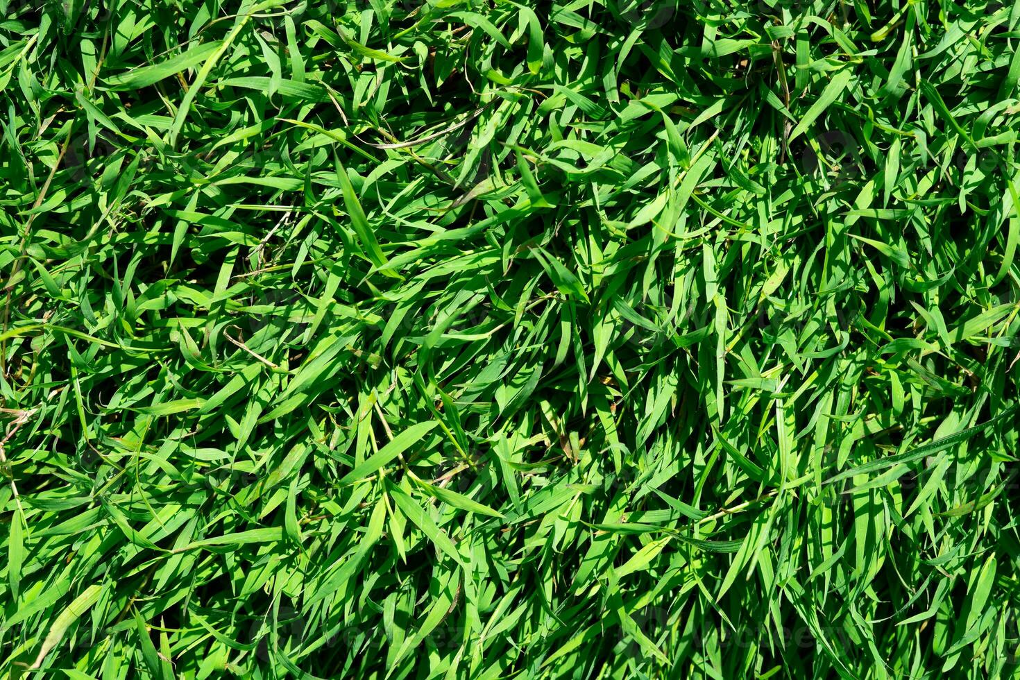 trama di erba verde per lo sfondo foto