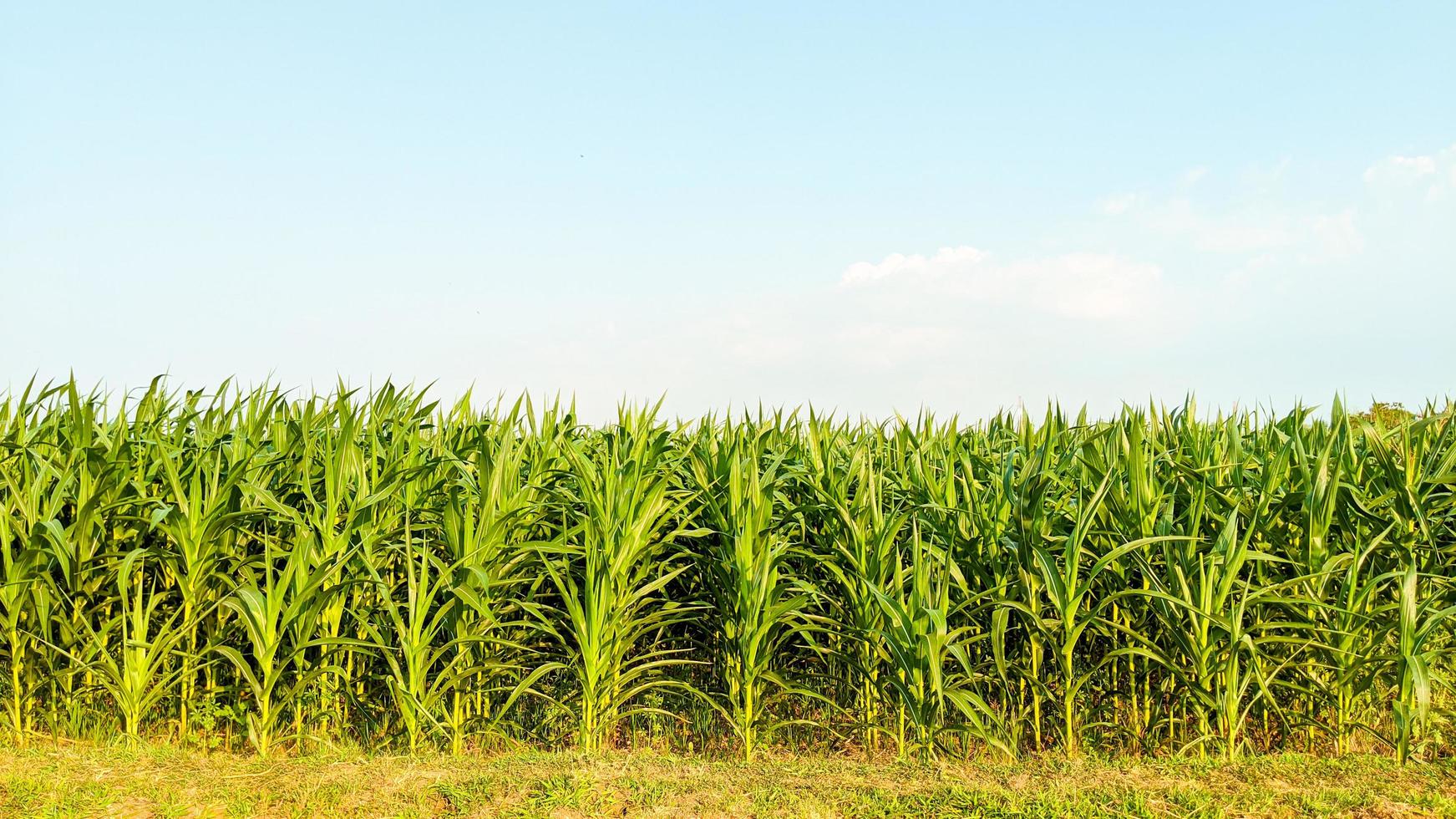 mais agricolo in una giornata di sole foto