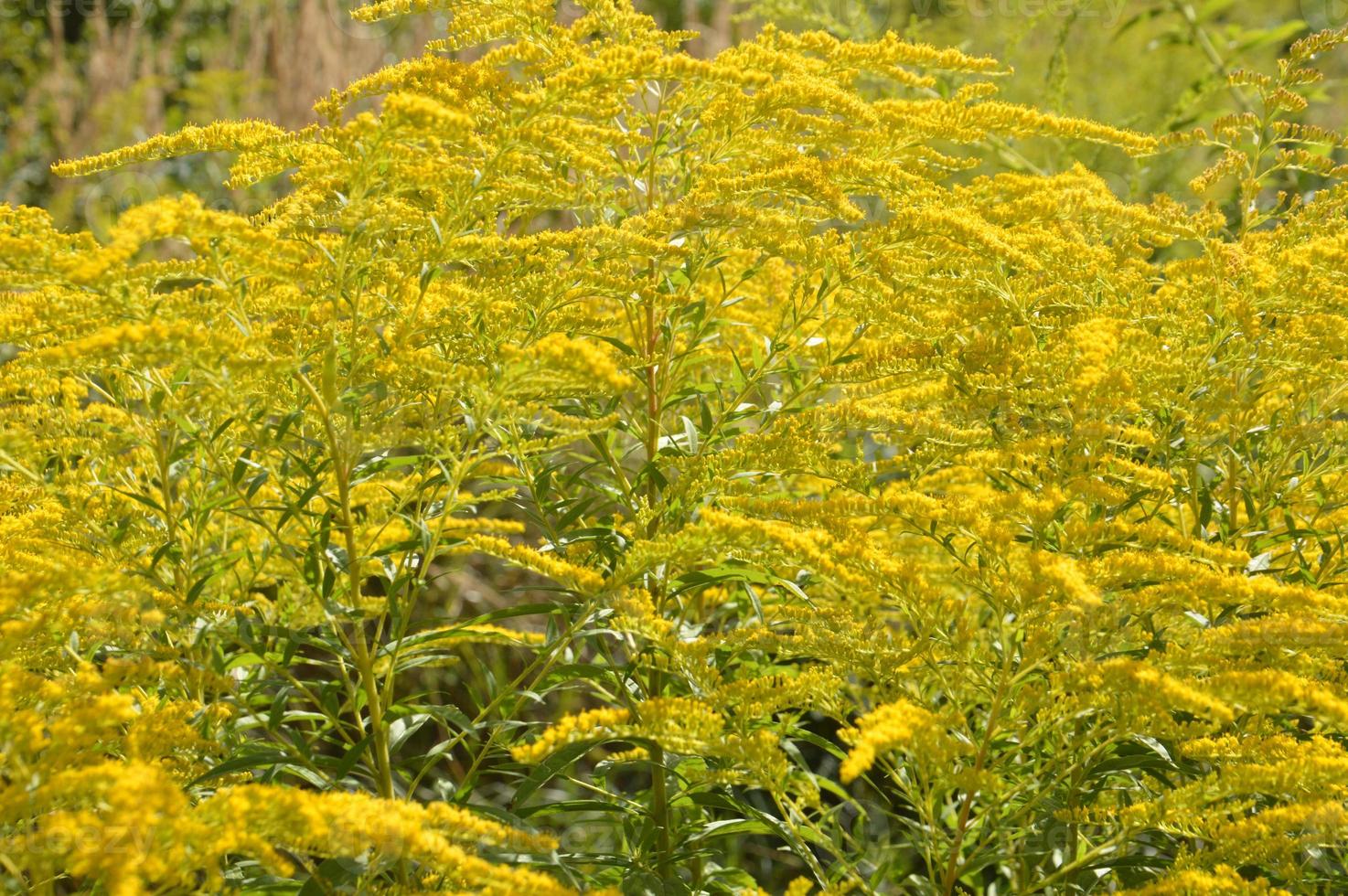 colorati e fiori di campo su sfondo verde foto