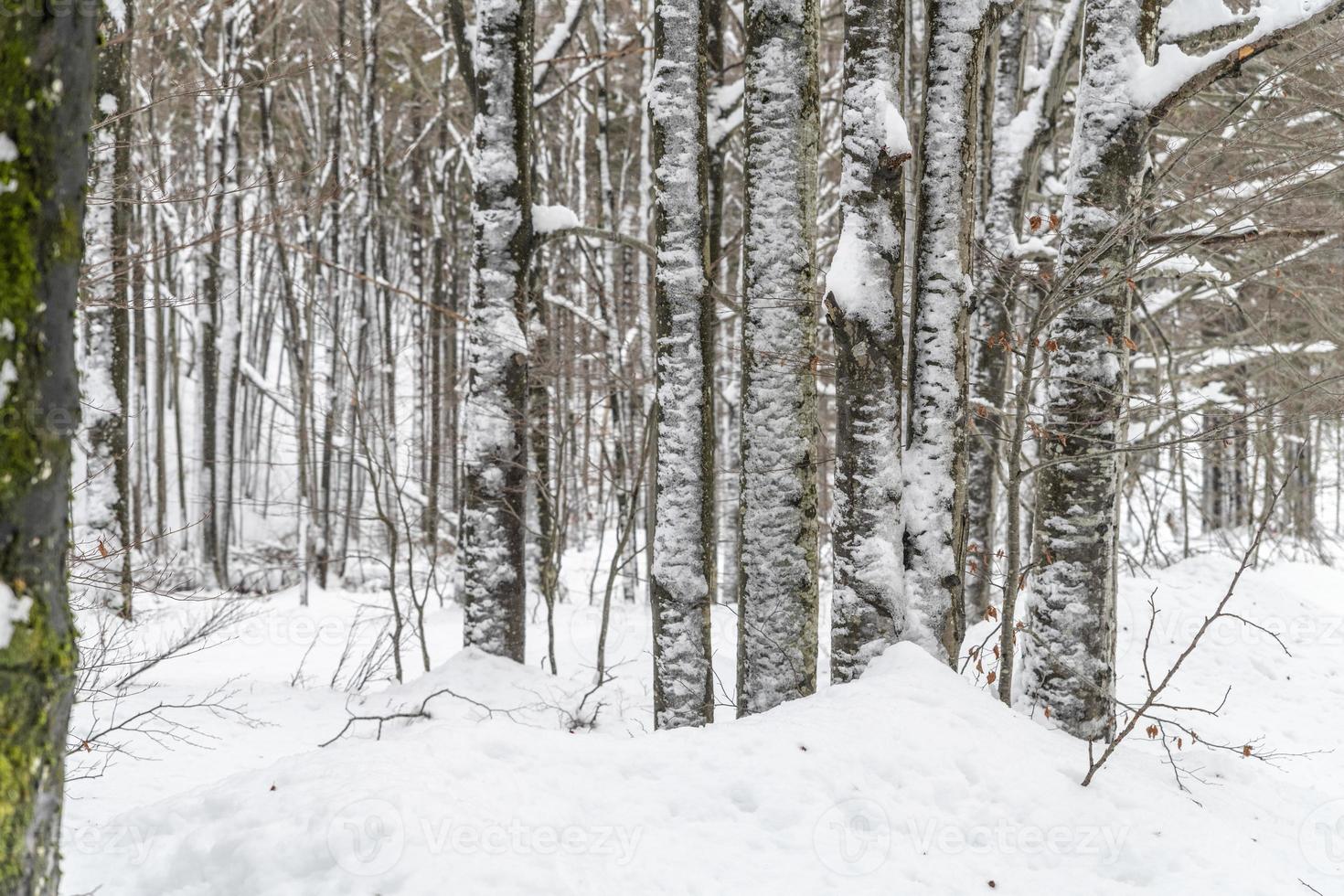 crepuscolo e colori del bosco innevato. neve e freddo. foto