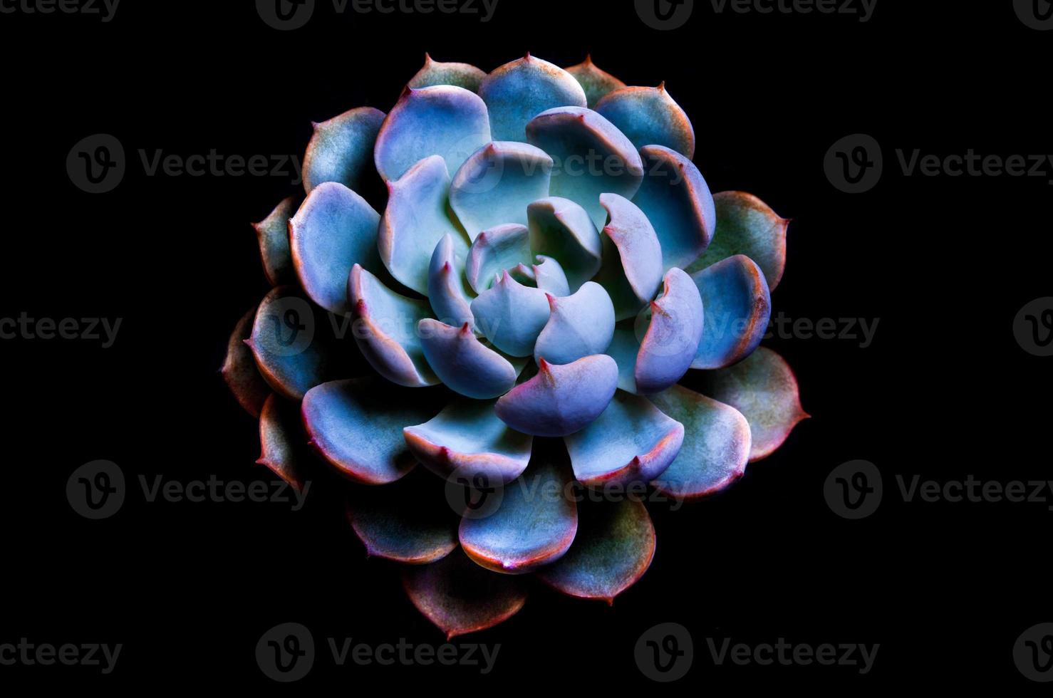 pianta succulenta close up foglie dettaglio di echeveria peacockii foto