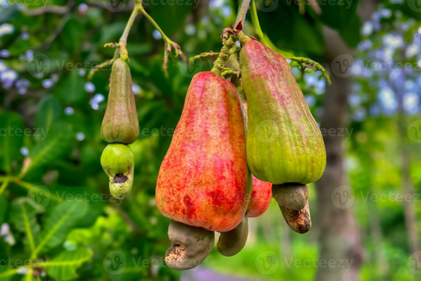 anacardi, anacardi, o anacardio è un' genere di pianta a partire dal il Anacardiaceae famiglia foto