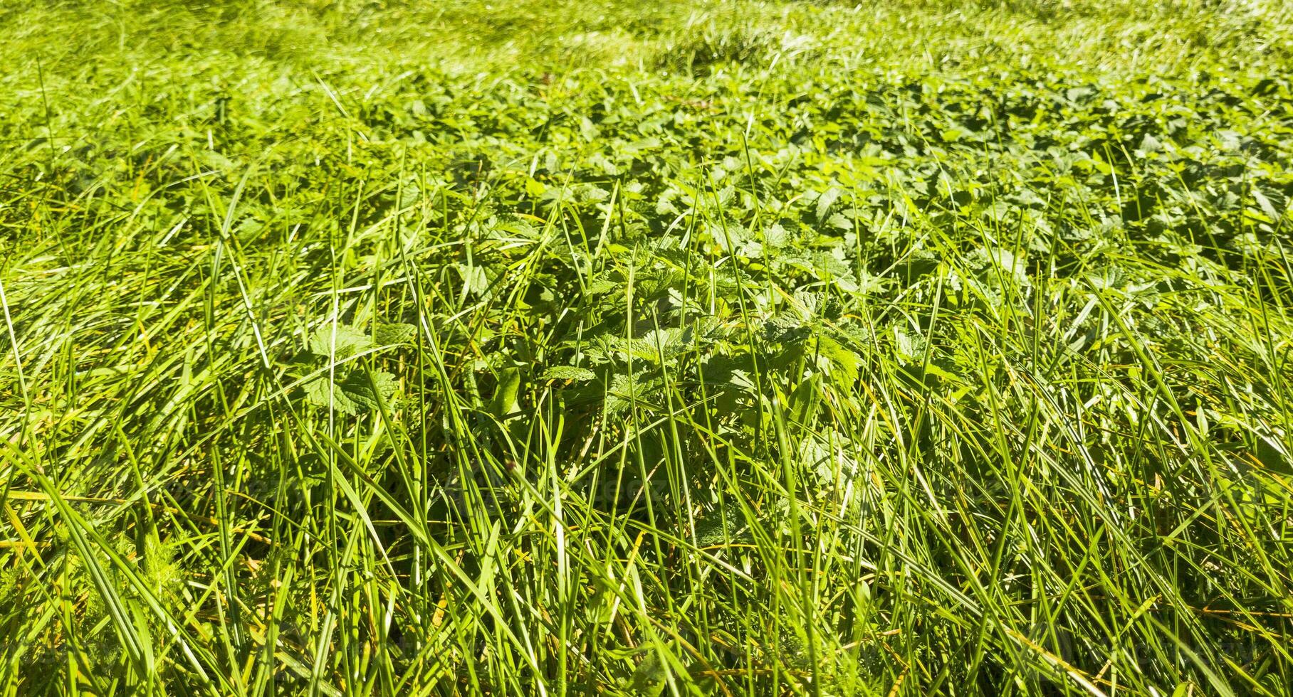 vicino su tiro di il verde erba. sfondo foto