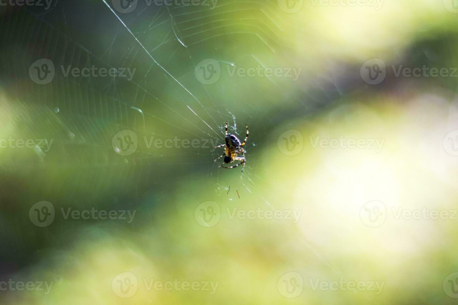 vicino su tiro di il ragno ragnatela. natura foto